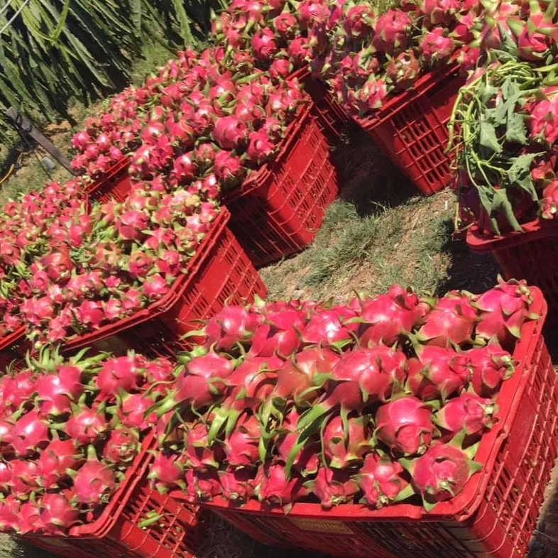 
Fresh White Dragon Fruit from Vietnam with standard quality and best price high quality for export White flesh ready to shipping 