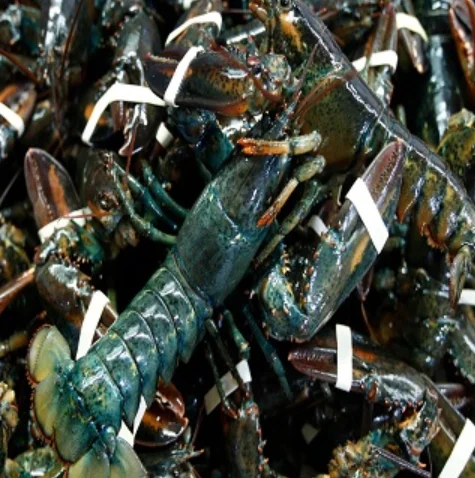 Live Canadian Lobster / Frozen Lobster for sale