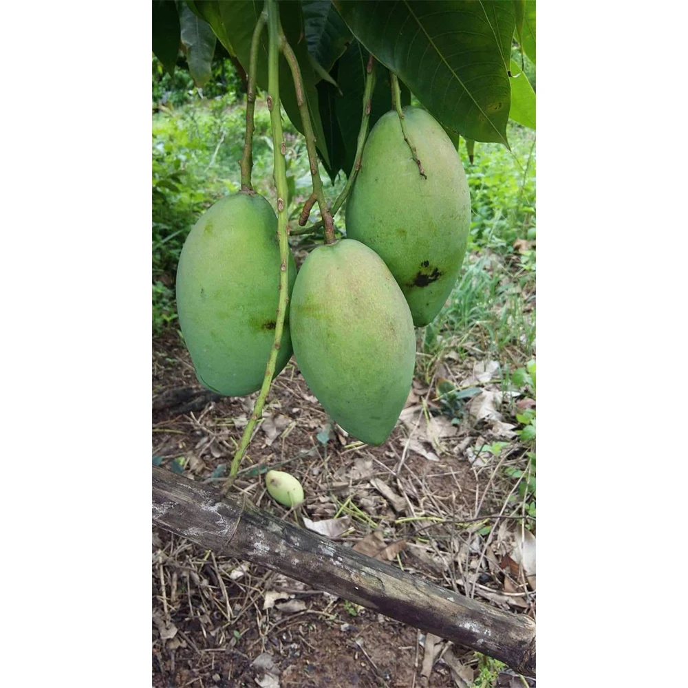 
Have GAP Certification The Top Recommend For Fresh Green Mango Shipping From Vietnam 