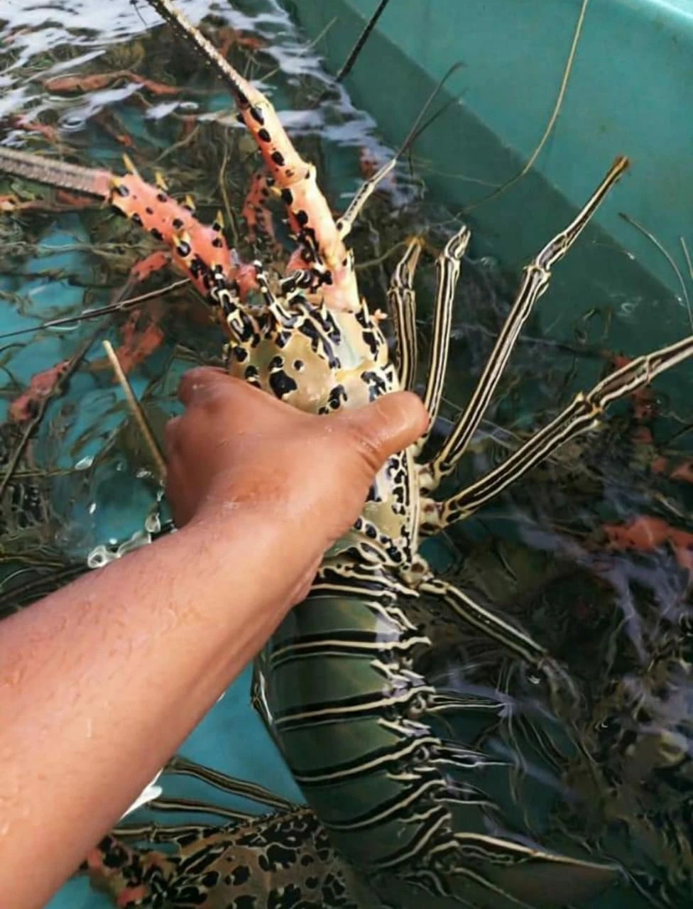 
High Demand Live / Frozen Bamboo Lobster Export Quality From Indonesia 