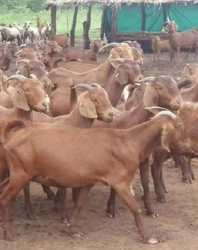 
Red kalahari Goats and meat 