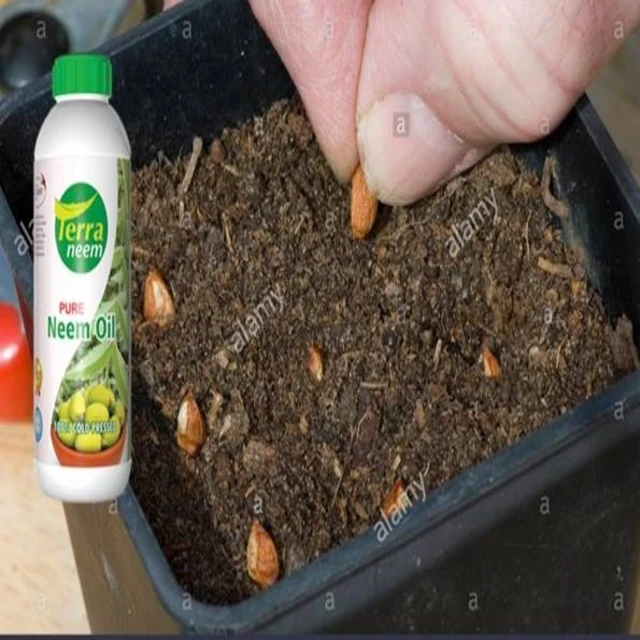 Pure Neem Oil Cold Pressed Manufacturer whatsapp - +91 9952096741  natural way of cold processing method with high Azadirachtin