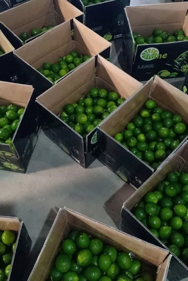 Lemon Seedless, Top Quality Product From Vietnam 2022, lulu lemon  lemon squeezer stainless steel