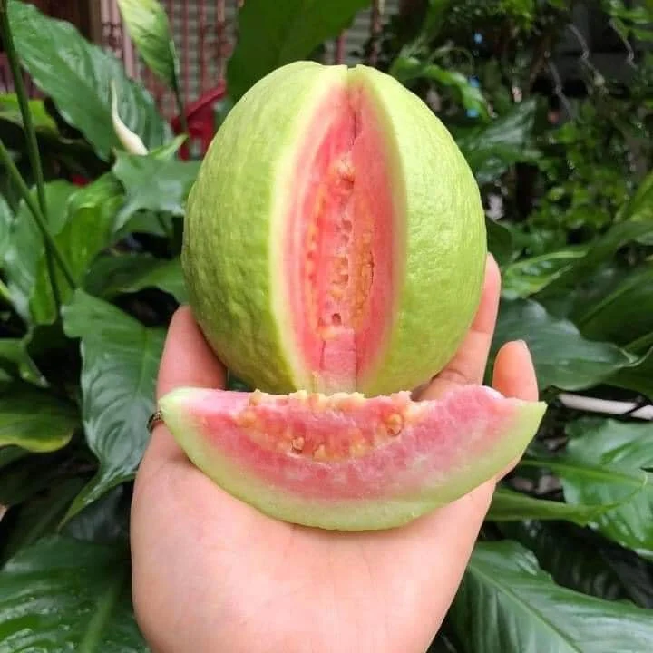 2021 свежий гуава из Вьетнама упаковано в картонную коробку 5 кг 9 кг 9,5 кг 10 кг вес нетто 0084 947 900 124