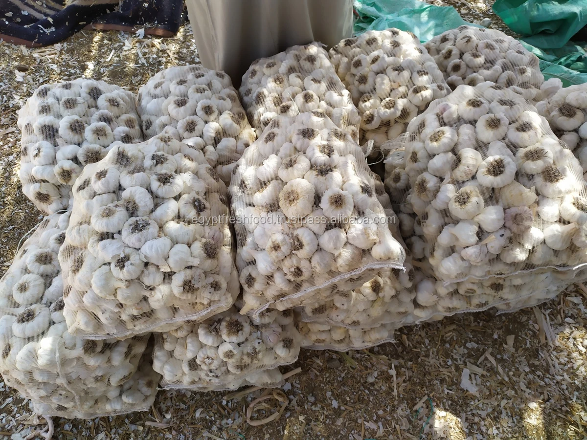 
Fresh White Garlic , Purple Garlic for sale ready to export from Egypt season 2020 