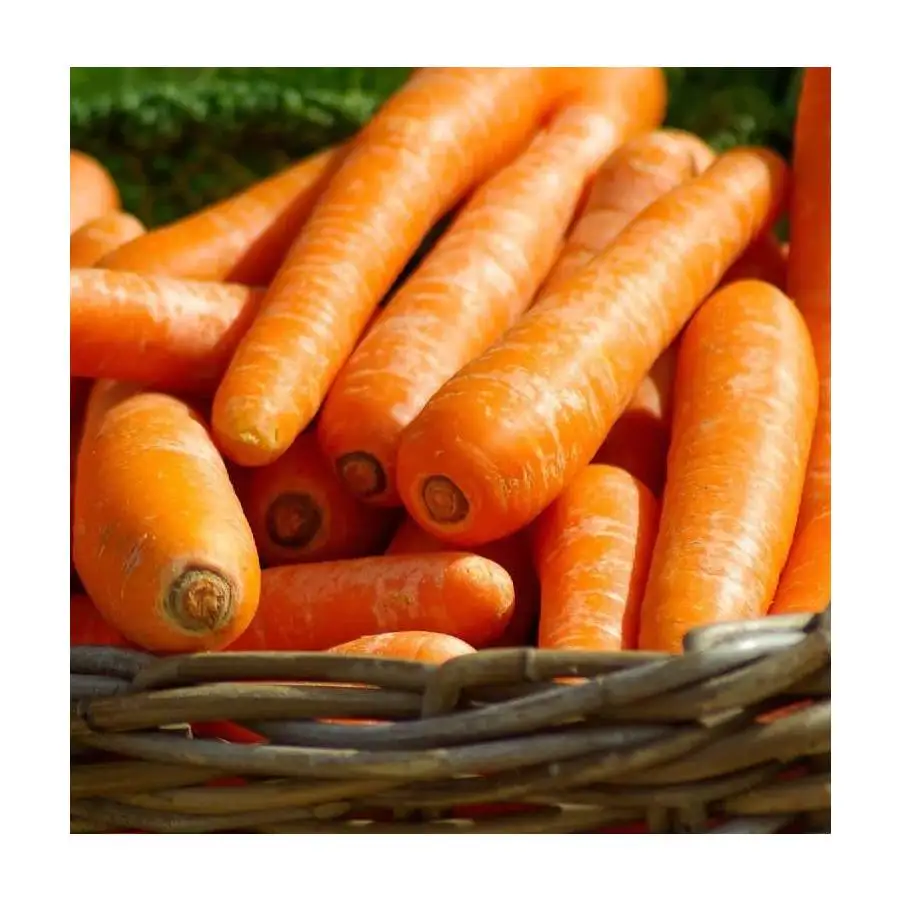 Exporters Carrot Dragon Red KOSHER Style Time Packing Sharp Color Package Weight CIF ECO Origin Type FOB Variety Size Price BRC