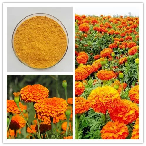 Factory bulk prices Top Quality Natural Marigold Extract Powder Lutein and Zeaxanthin
