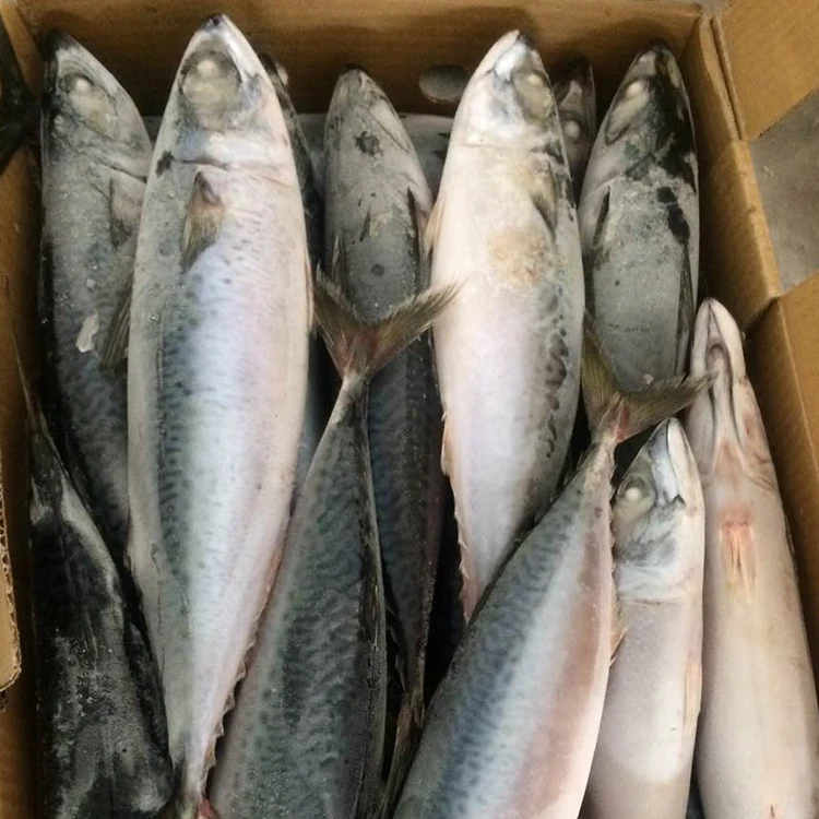 WHOLE ROUND BALTIC FROZEN HERRINGS FISH SUPPLIER / Katty