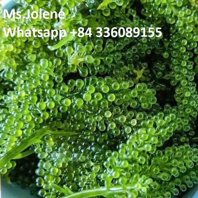  Натуральный лато морской виноград хорошего качества сделано во Вьетнаме // JOLENE + 84 336089155