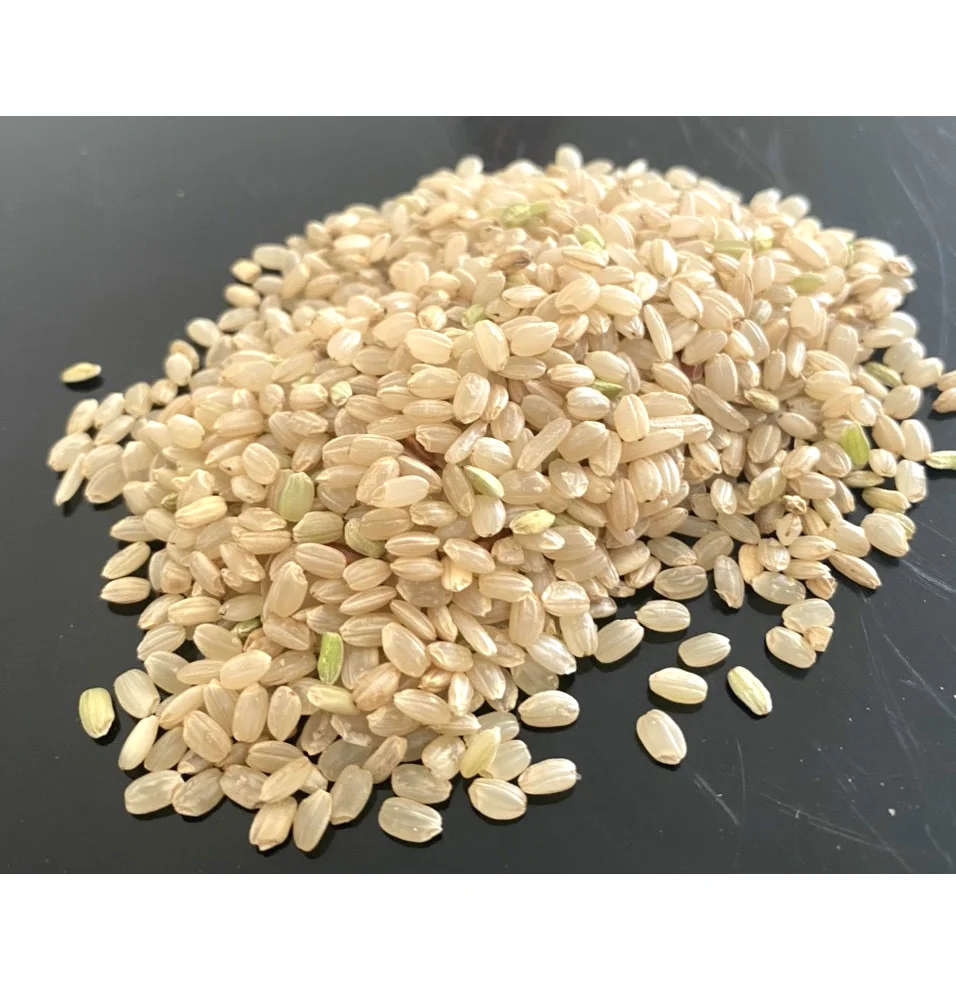 JAPONICA BROWN RICE 5% BROKEN DRIED STYLE SHORT GRAIN RICE FROM VIET NAM