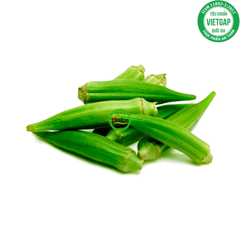 Viet Nam High Grade Agriculture Product Natural And Best Quality Vegetable TamEco Okra with Green Color