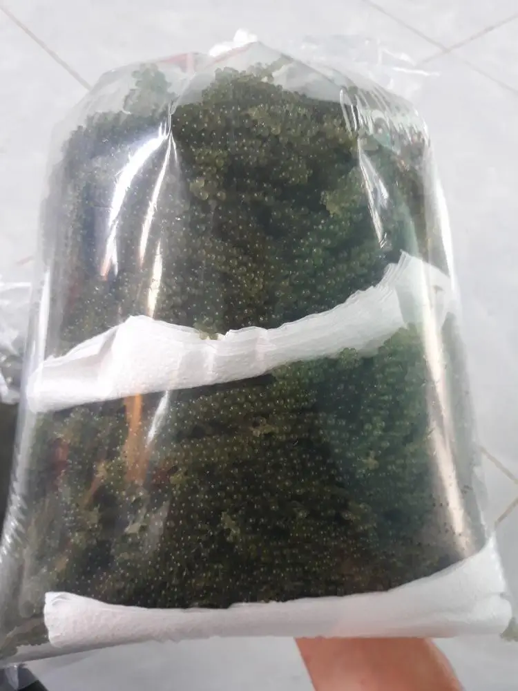 Sea Grape high quality and competitive price for exporting year 2021