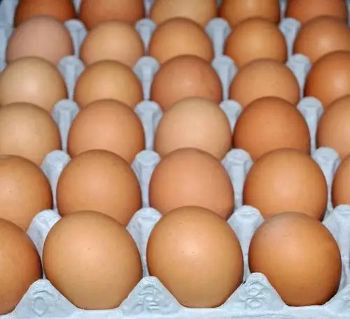  Свежие куриные яйца для фермы на продажу
