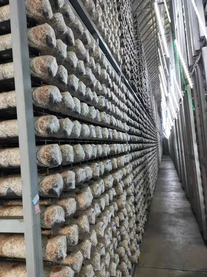 
Best Place To Buy White Mushroom 