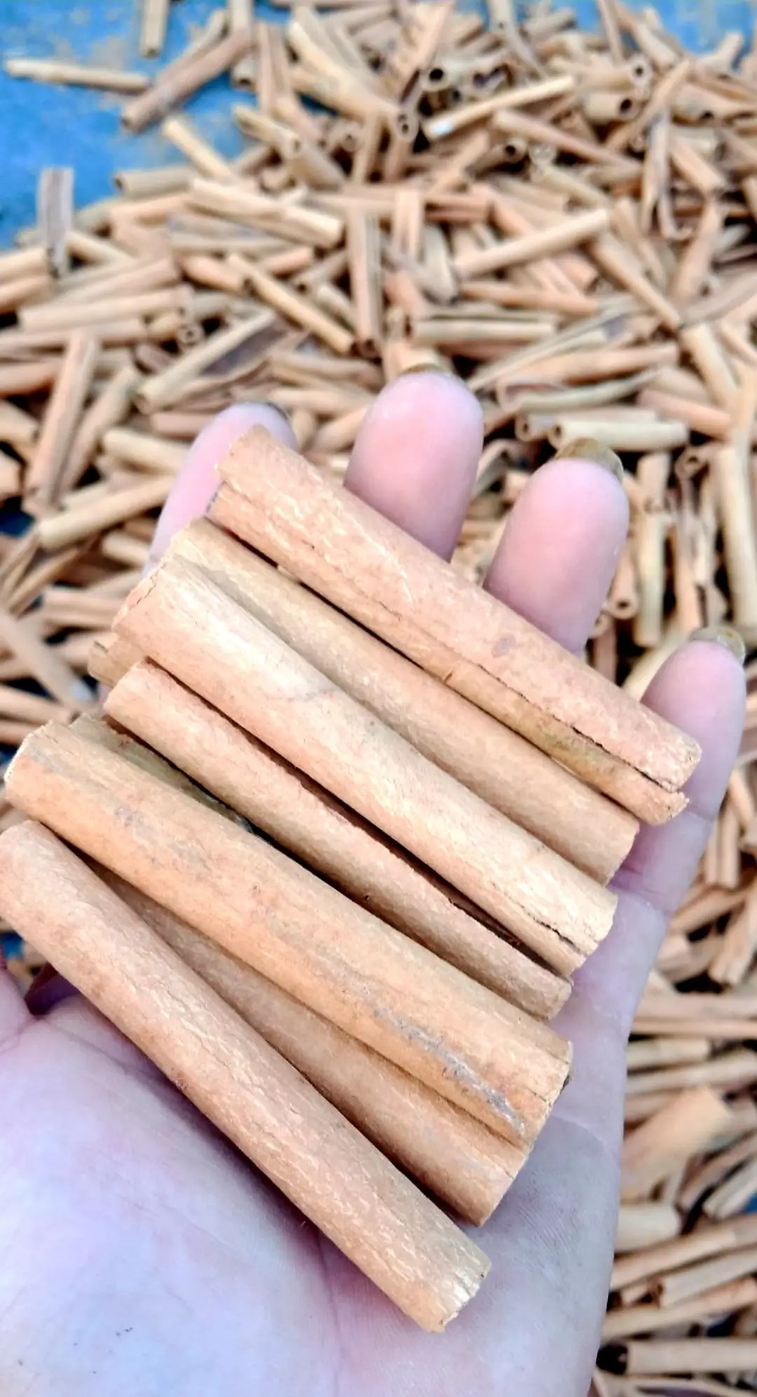 Premium stick cassia cinnamon