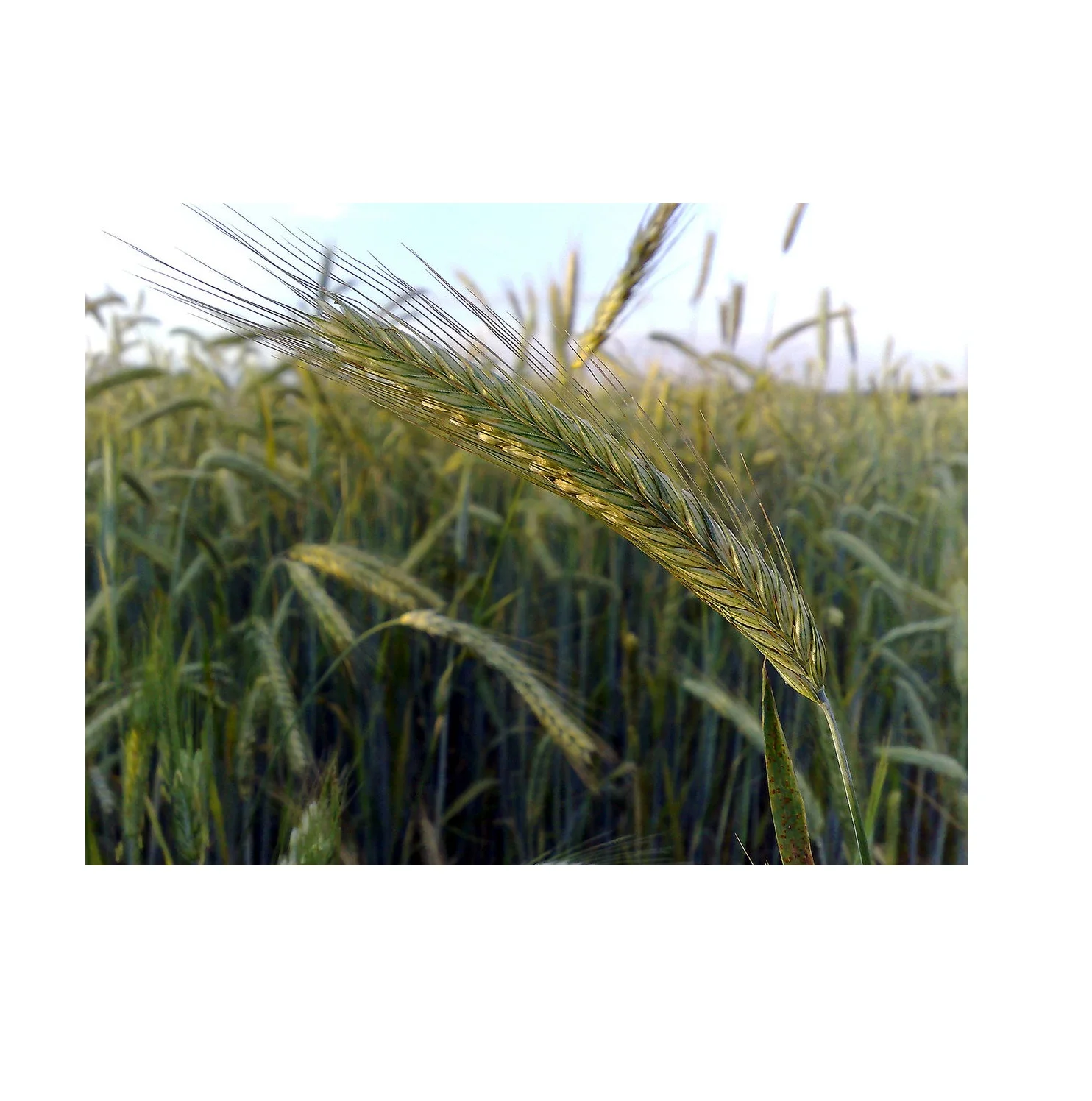 Top Grade Wholesale Rye For Sale In Cheap Price