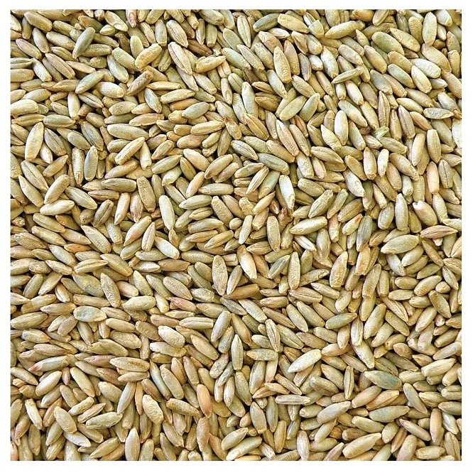 
Best Wholesale Dealer Of Rye Grains available Here Fresh Stock In bulk 