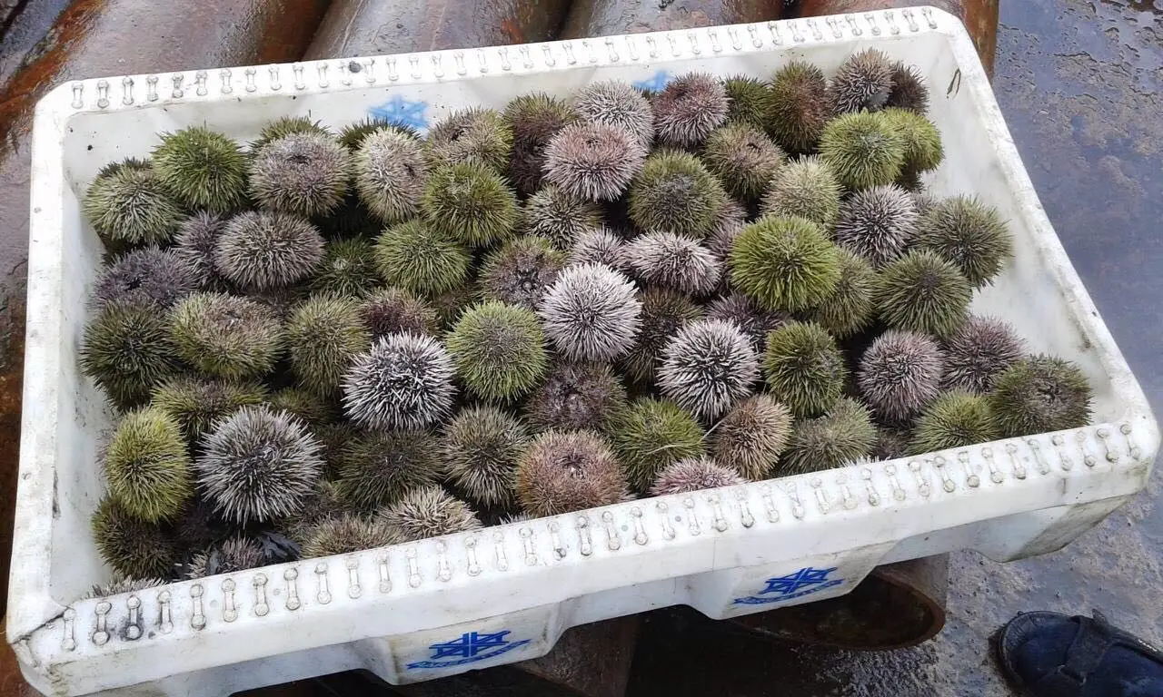 
sea urchin 