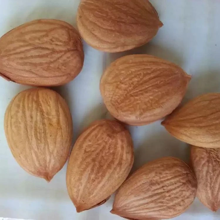 
Apricot kernels, Organic Bitter Sweet Apricot Kernels 