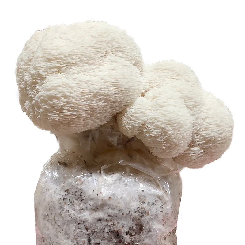  Морской гриб замороженный Болетус эдулис