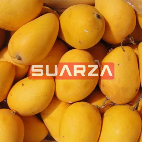 Special deal on  Fresh Custard Mango for export to all over the world /  Bulk Mango  exporter  from Pakistan at cheap price