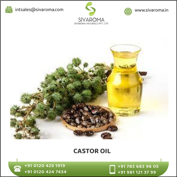 Trusted Supplier of Castor Cold Press Carrier Oil at Market Price