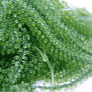  2021 г. лидер продаж во Вьетнаме seagизнасилование лато мисс Ниан + 84 363 210 230