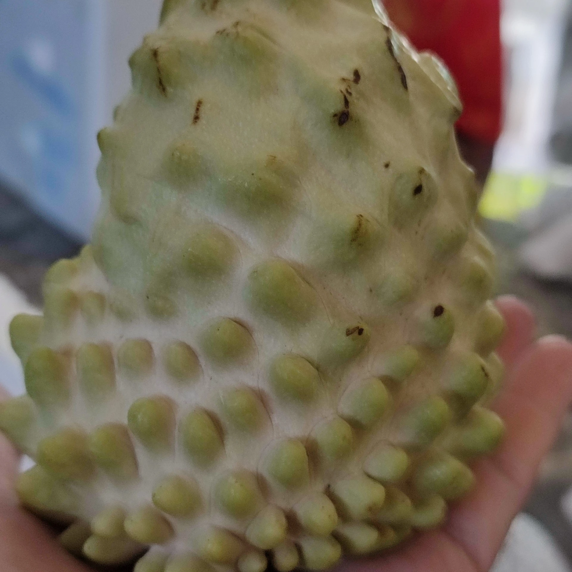 Оптовая цена, высокое качество, обычное культивирование, передовая технология ухода, натуральный сладкий крем яблоко