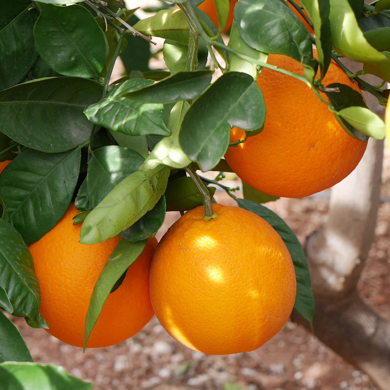 Premium Navel Lane Late Oranges with leaves.  Global Gap Certification Sustainable Agriculture Certfication