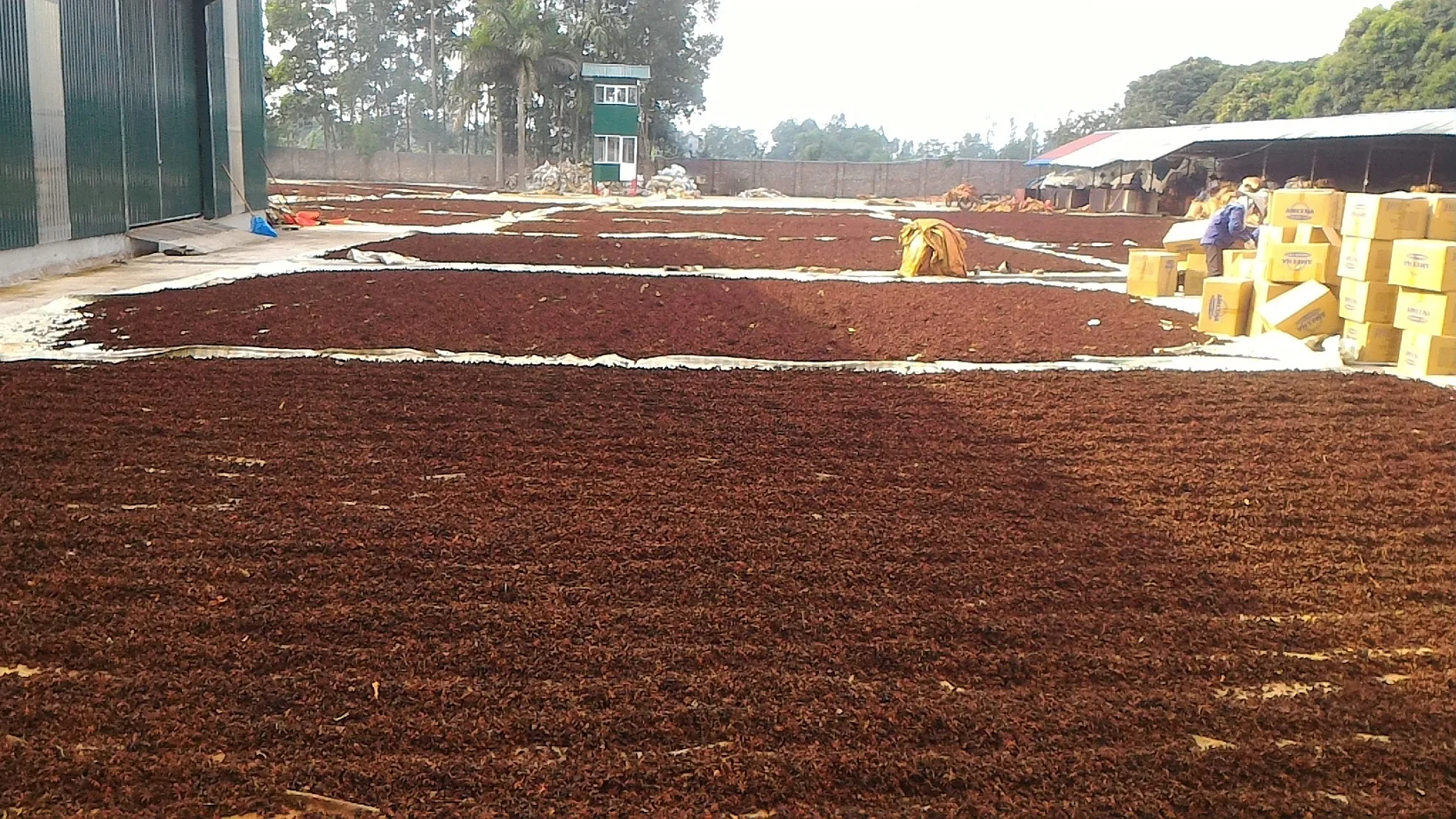  Вьетнамский Звездный анис Лучшая цена на звездный