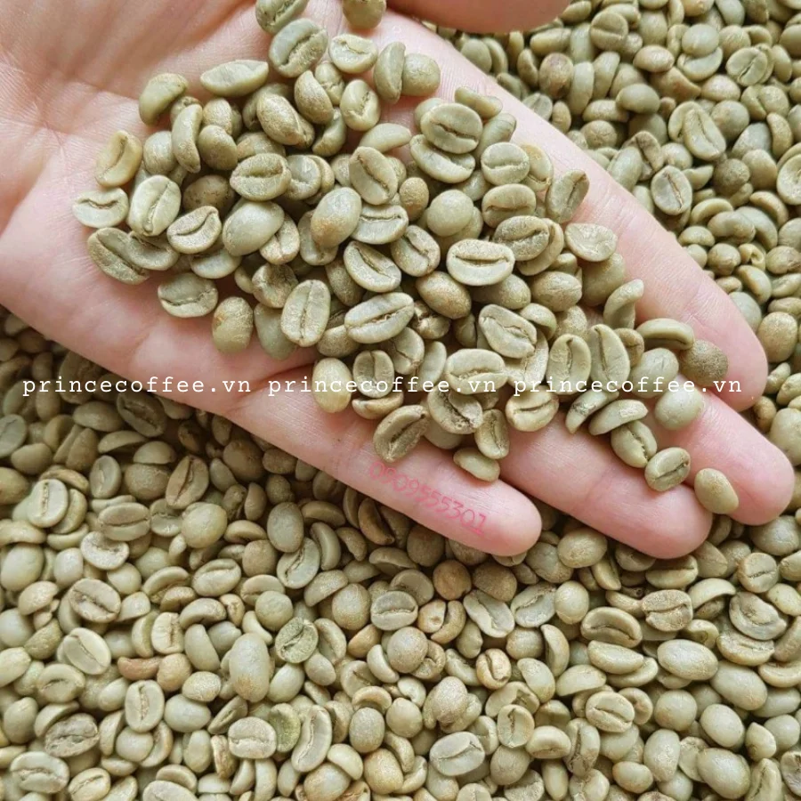  Бесплатный образец зеленый кофе в зернах оптовая продажа Arabica вьетнамский производитель