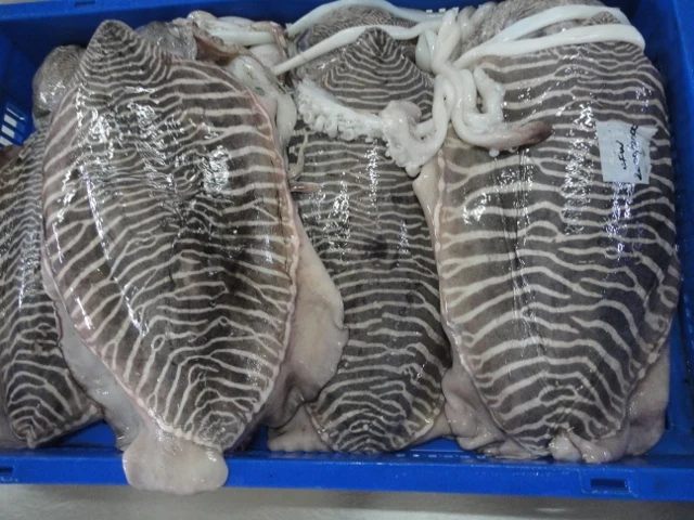  Замороженная гребешка целая