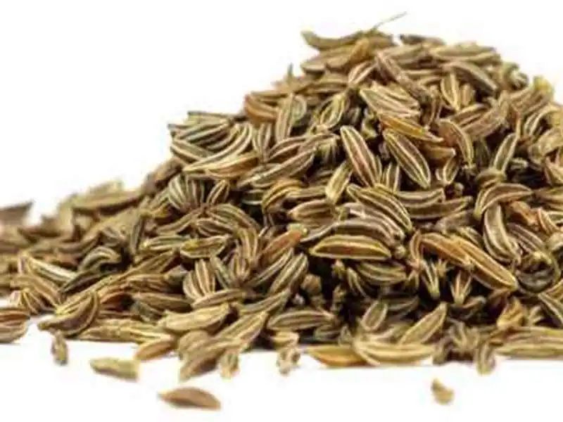 Indian organic cumin seeds powder bold sortex machine clean manufacturer