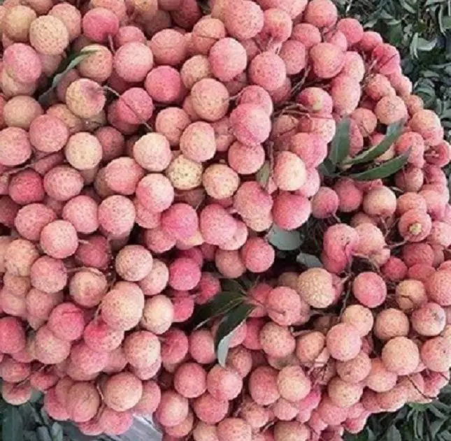 Тропические фрукты, Свежий Личи из Вьетнама, есть напрямую