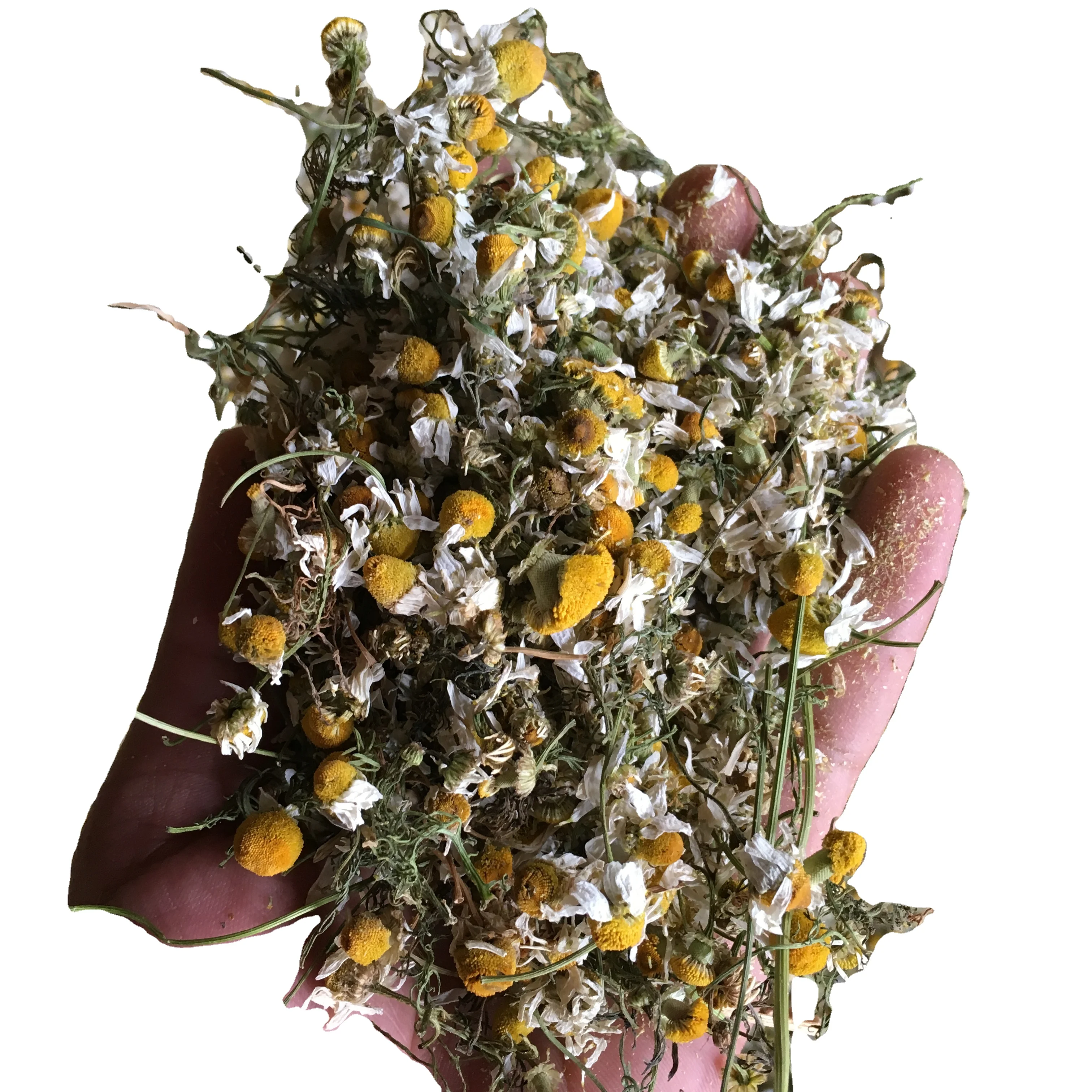 chamomile for industrial purpose like chamomile oil Matricaria cheap price flowers have long stem chamomile powder and petals