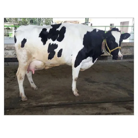 
Live Friesian Holstein Heifers Pregnant Cow 