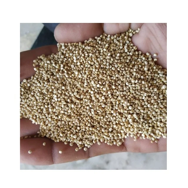 Производитель экспортер белых семян лебедидов в Индии