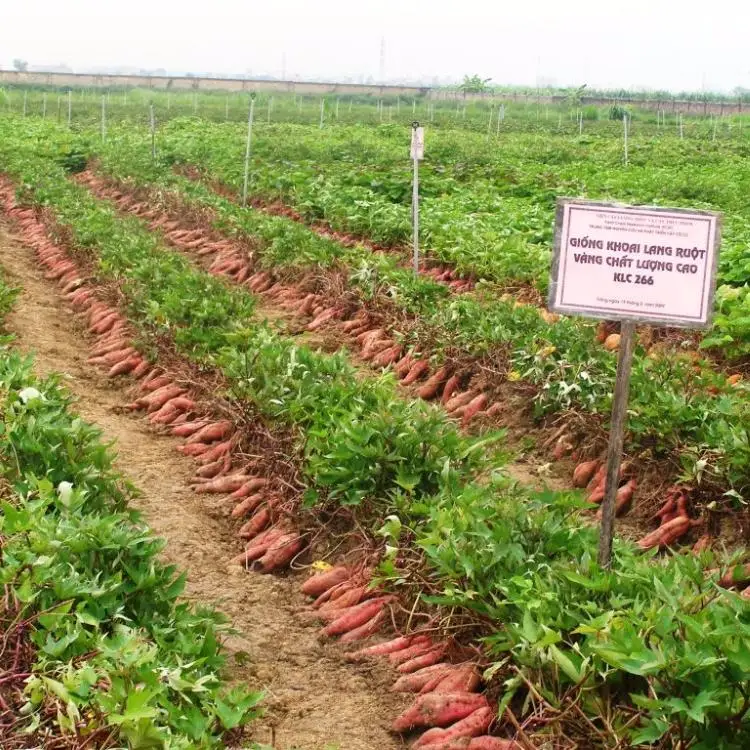 Ha Thanh лучший сладкий фиолетовый картофель доставка из Вьетнама с 3 месяцами зрелости