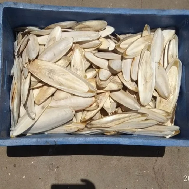 High Quality Vietnam Dried Cuttlefish Bone For Pet Toy Customized Packed