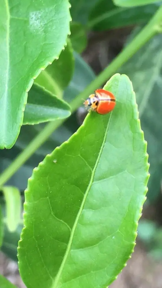 
Gui Fei Jin Xuan Tea 