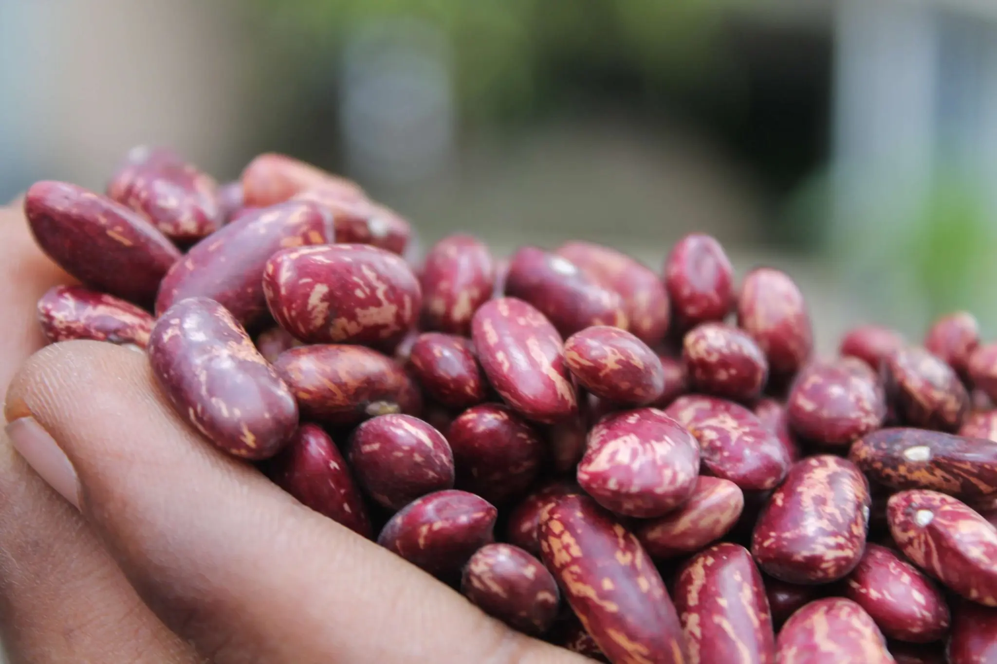 Natural red speckled kidney beans