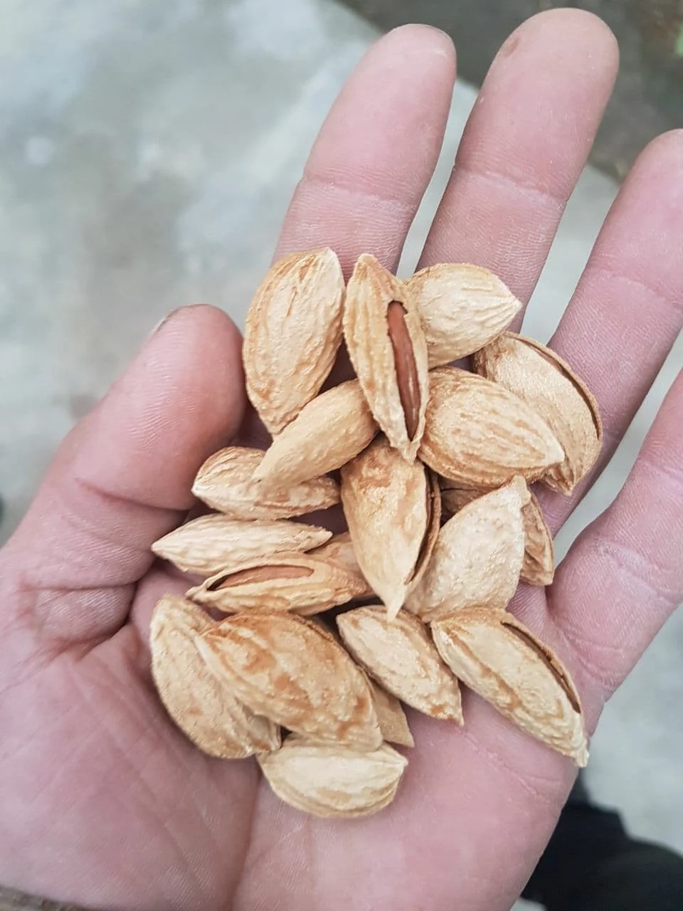 Best quality raw natural almond nuts