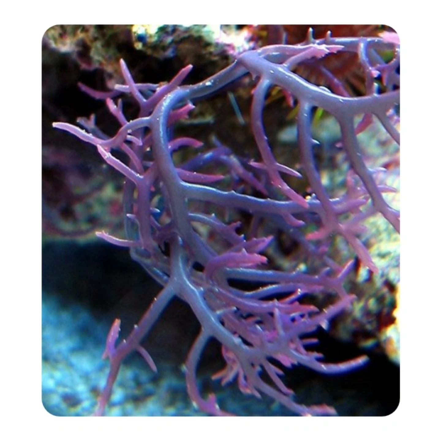 Большое количество сушеных морских водорослей ирландского морского мха Eucheuma Cottonii с чрезвычайно питательной Овощной Мэри