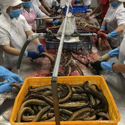 
BODY FROZEN EEL / POLAND EEL PREMIUM QUALITY 