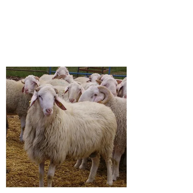 
Crossbred Ram Lambs - Hampshire Cheap Price 