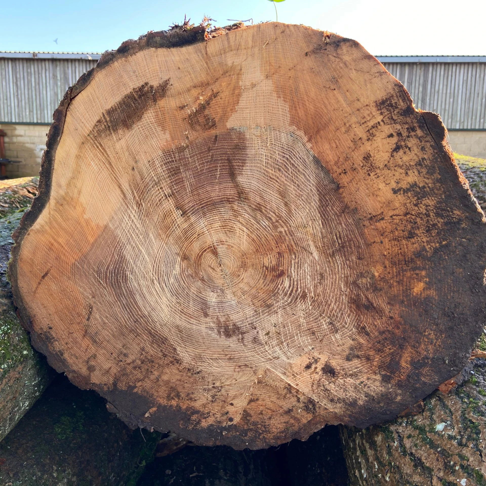 White Ash Saw Logs
