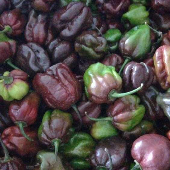 
High Quality Fresh Hot Pepper Chilli Purple Habanero 