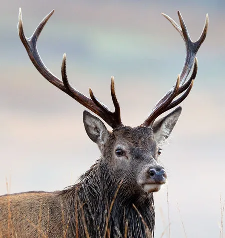 
Quality Red Deer Antlers 
