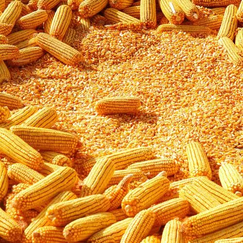 
Bulk supply Non GMO Yellow & Red Corn/Maize for animal feed and human consumption 
