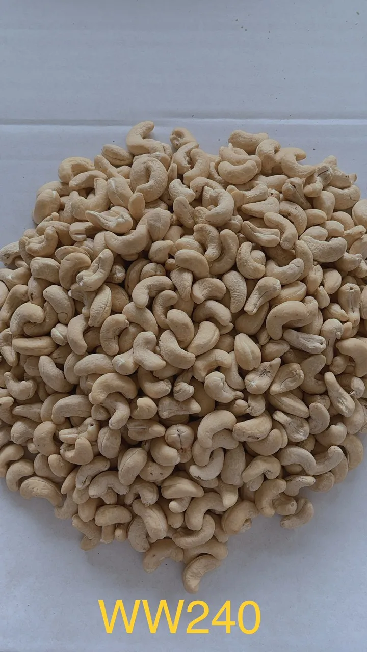 Premium quality Vietnam cashewnut COMMON cashew nuts w240 nuts packaging box cashew nuts roasted on Sale